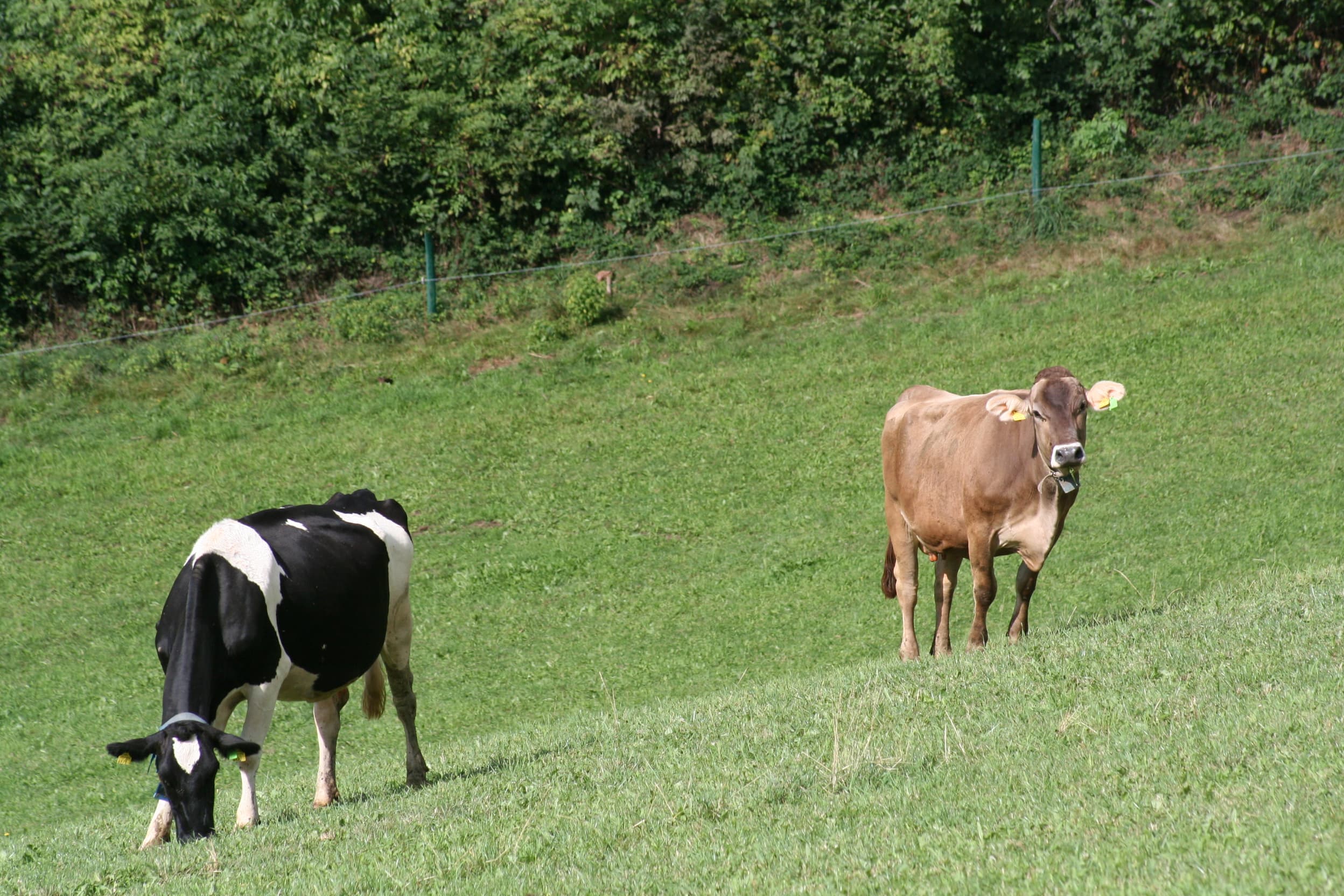 Grünland und Rinderhaltung