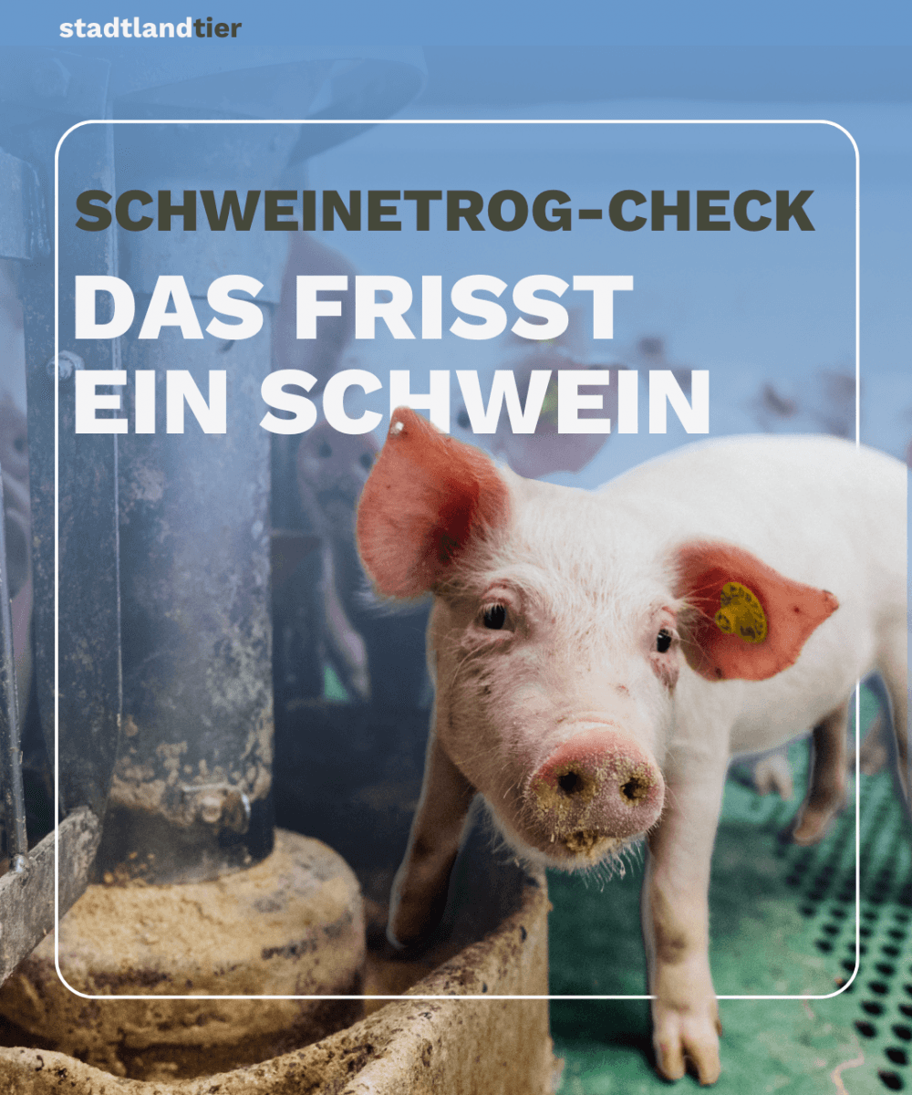 Futtermittel für Schweine