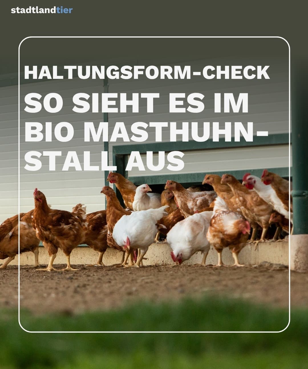 Haltungsformen Masthühner