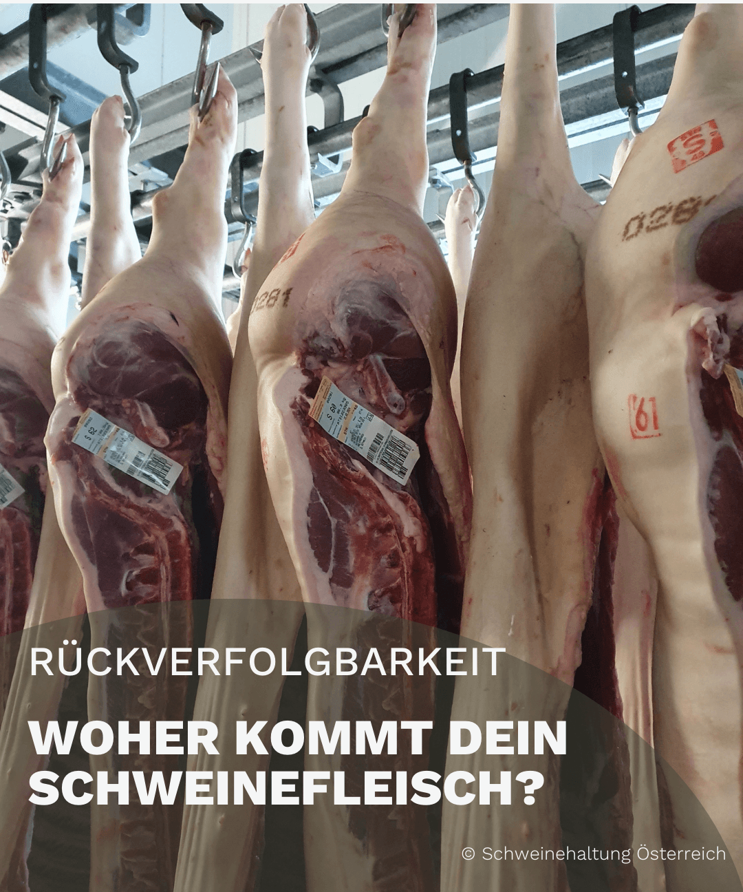 Zerlegung des Schlachtkörpers