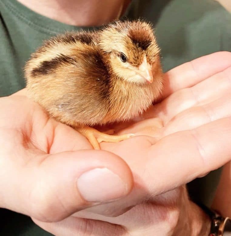 Tierschutz im Ländervergleich
