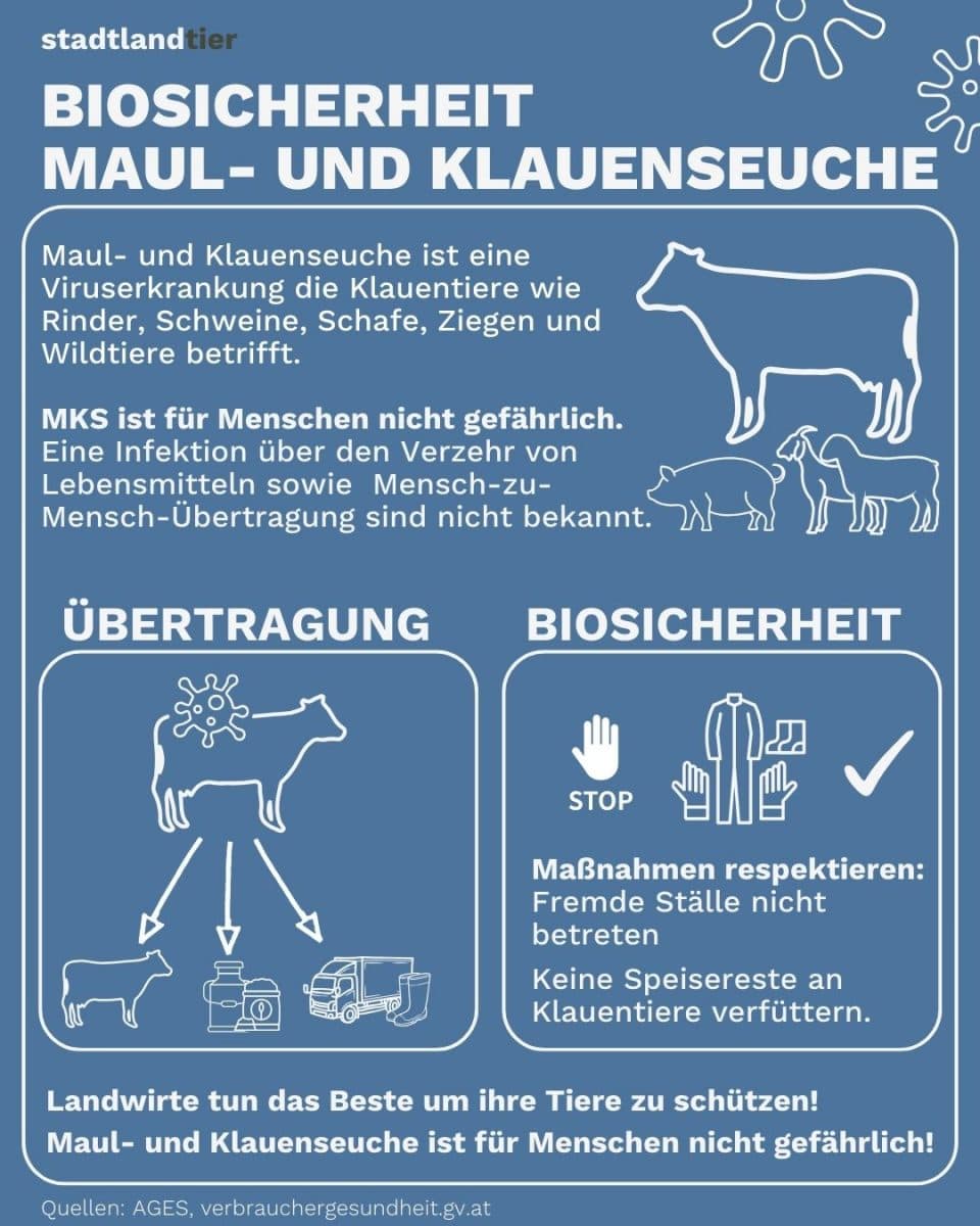 Maul- und Klauenseuche – das musst du wissen!