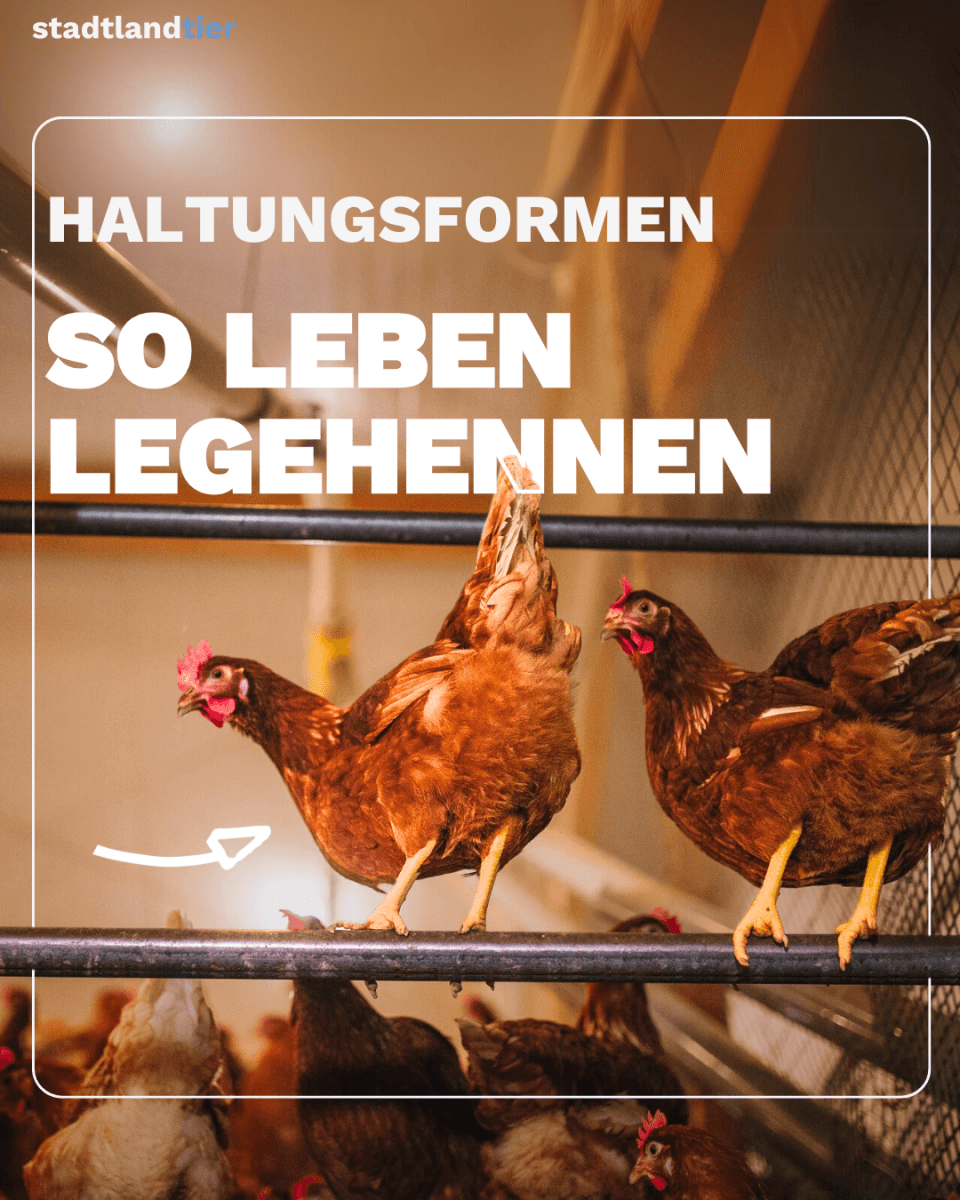 Haltungsformen Legehennen