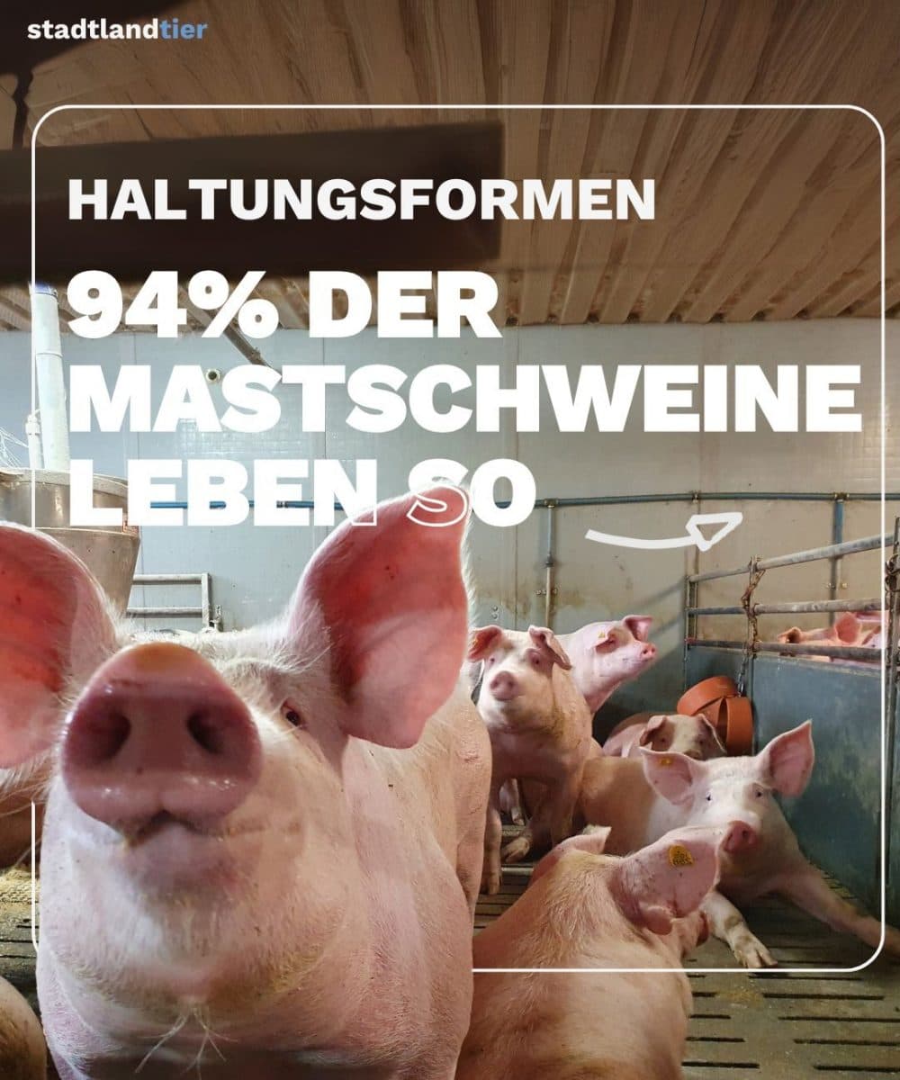 Haltungsformen Mastschweine