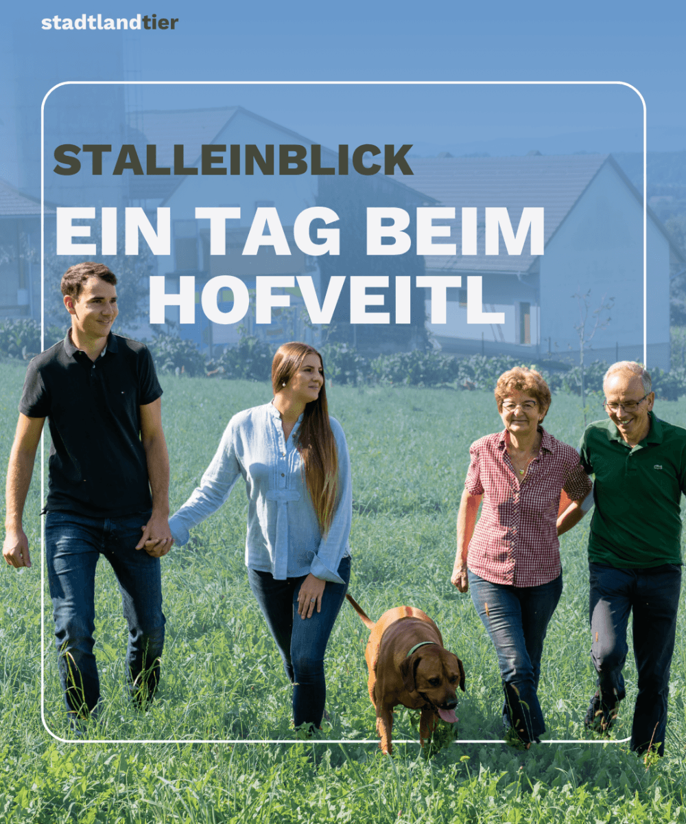 Stalleinblick Legebetrieb