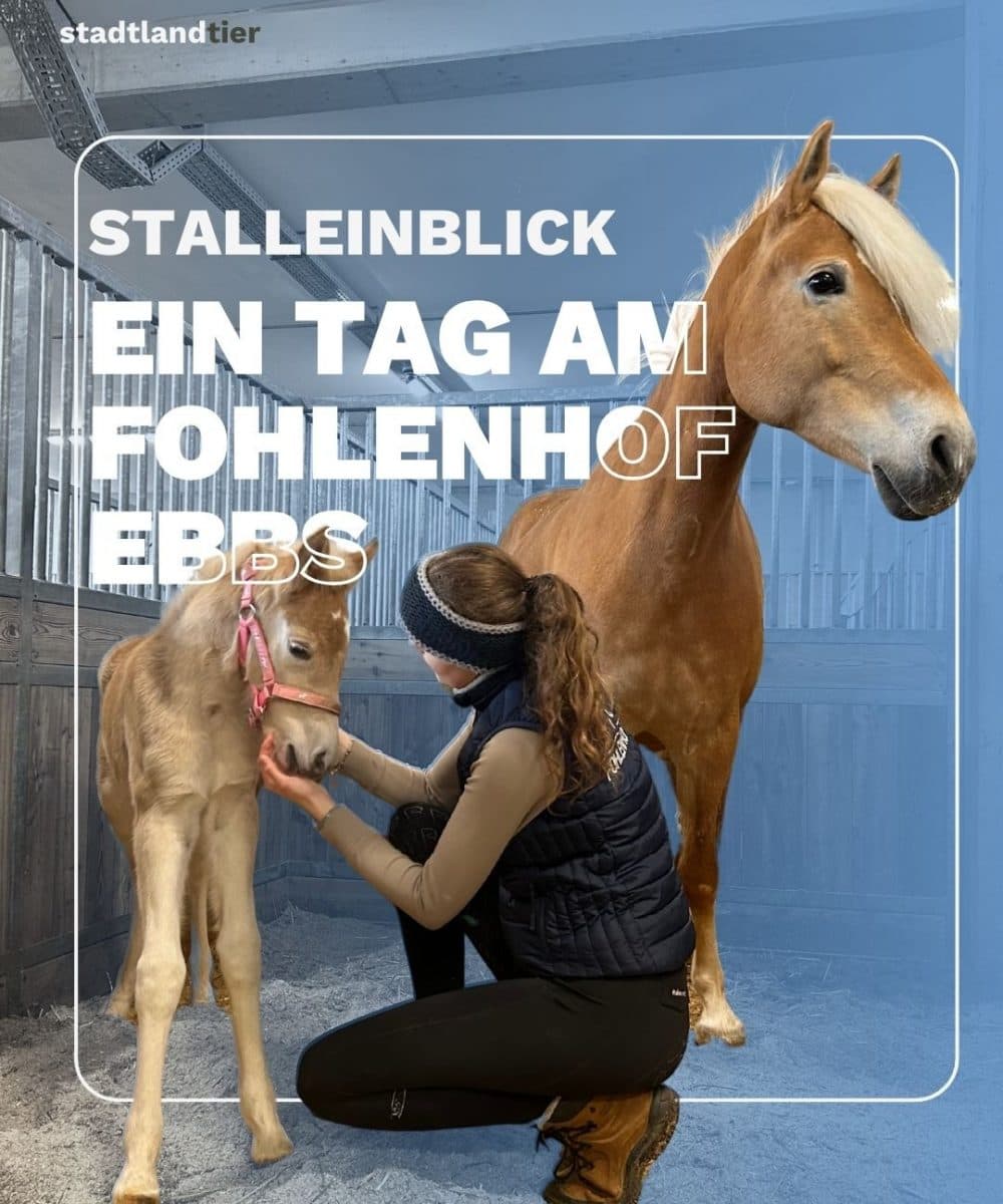 Stalleinblick Fohlenhof Ebbs