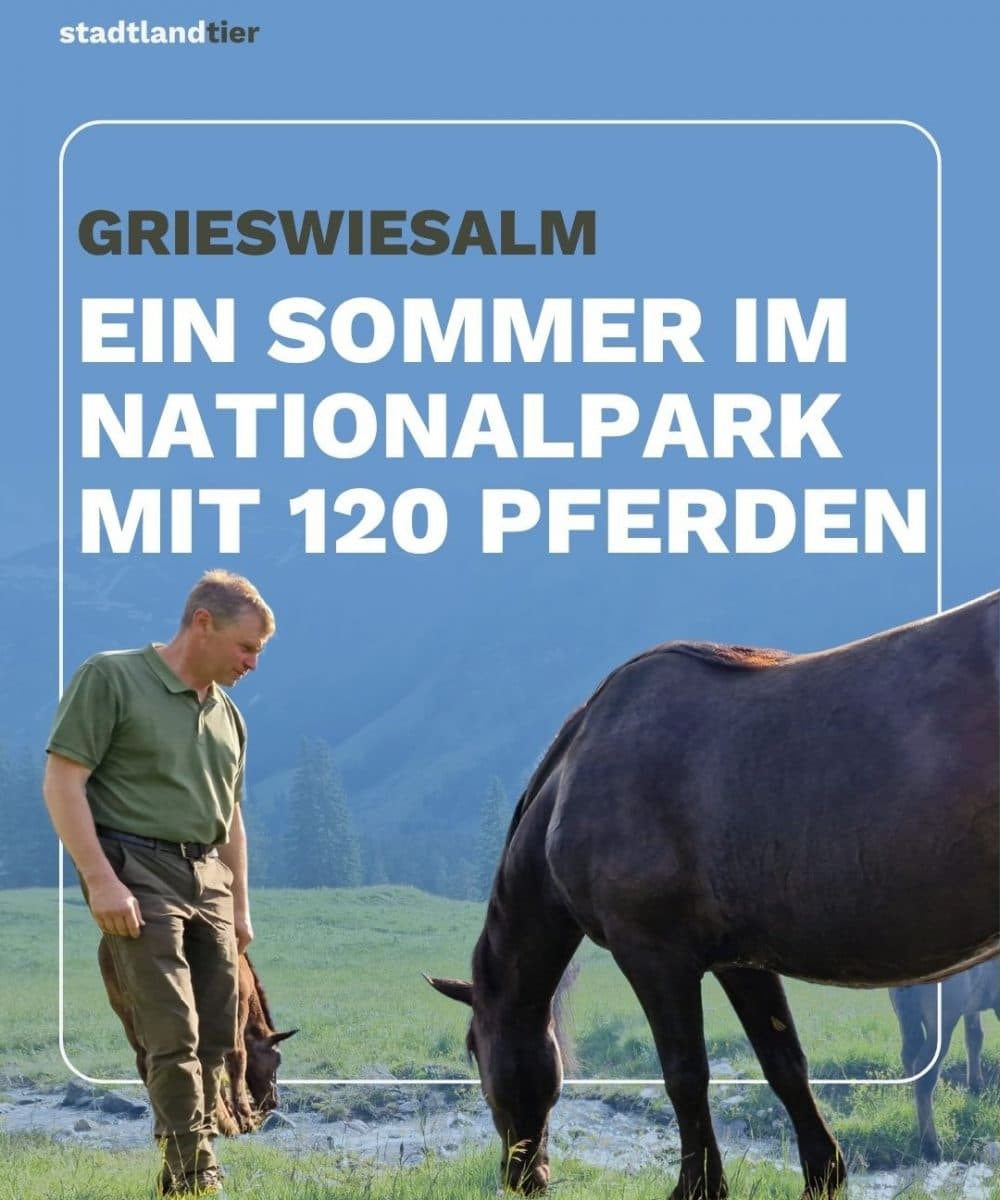 Stalleinblick Grieswiesalm