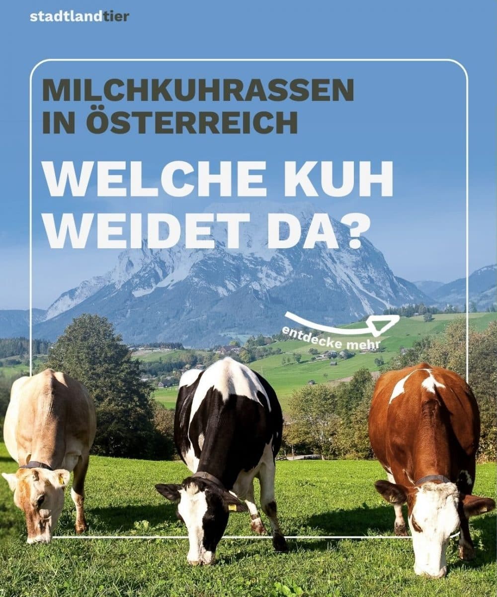 Milch im Fokus – von Rindern und Preisen