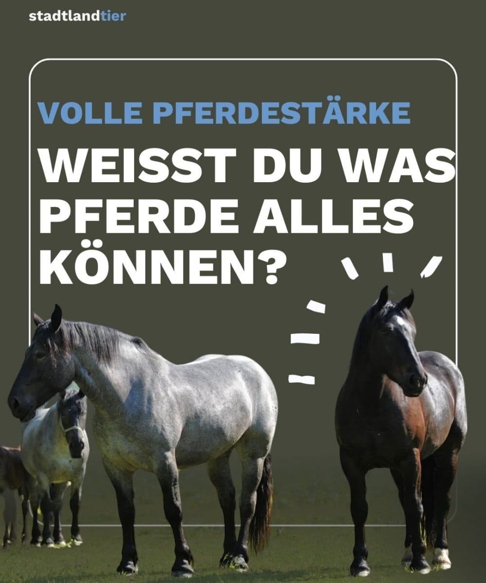 Multitalent Pferd – volle Pferdestärken voraus