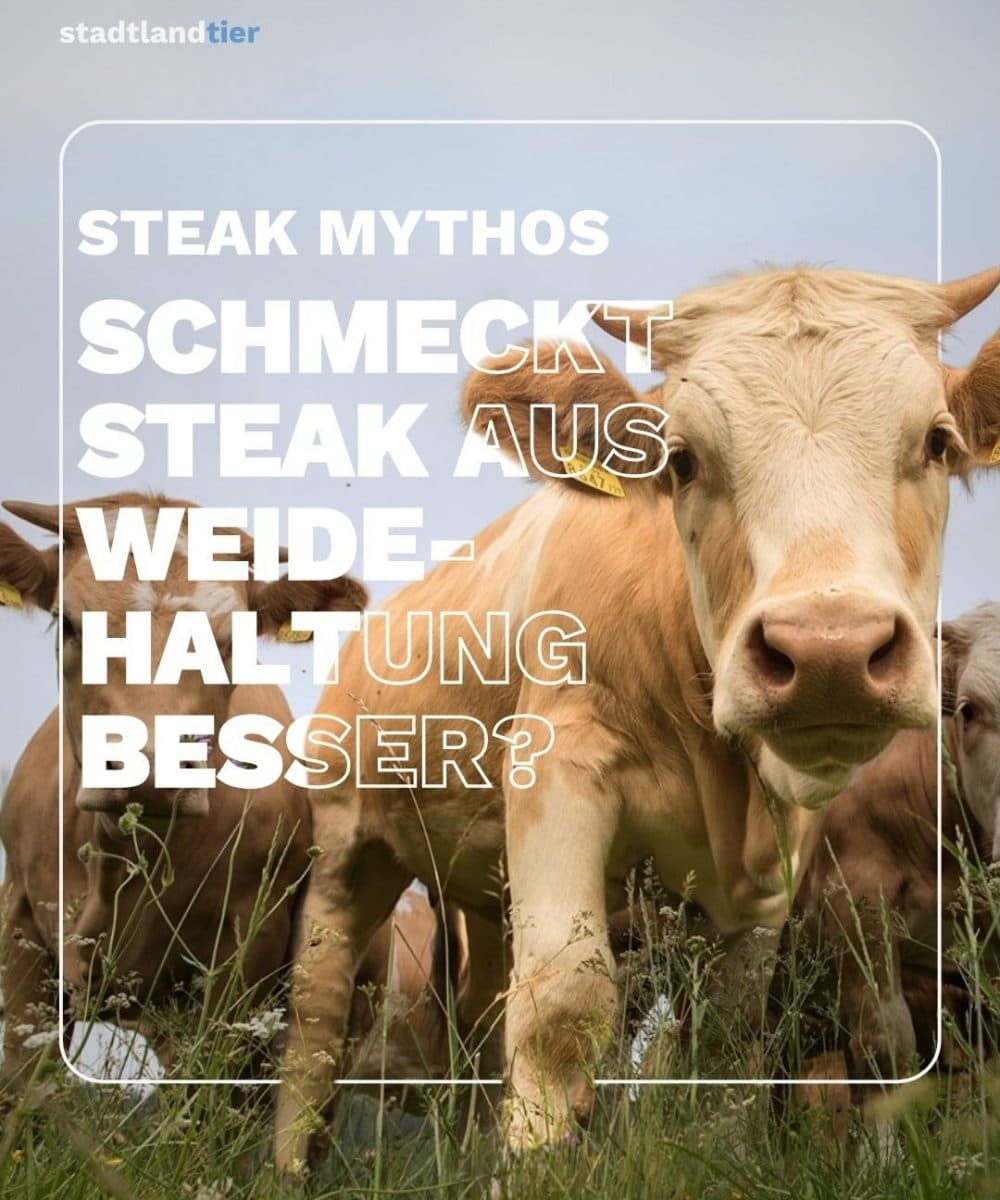 Rinderfütterung und Fleischaroma