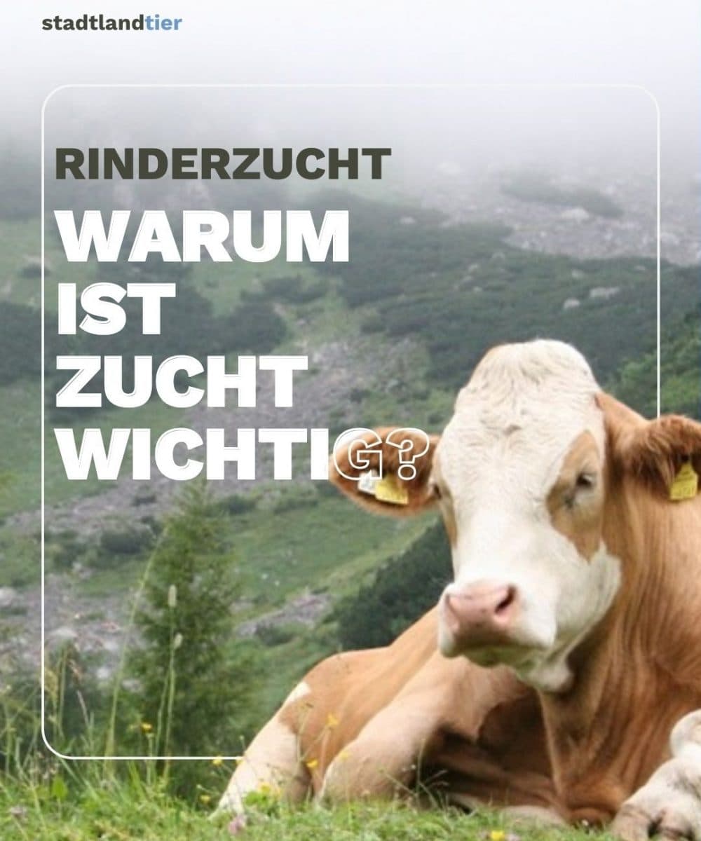 Moderne Rinderzucht – zwischen Tradition und Innovation