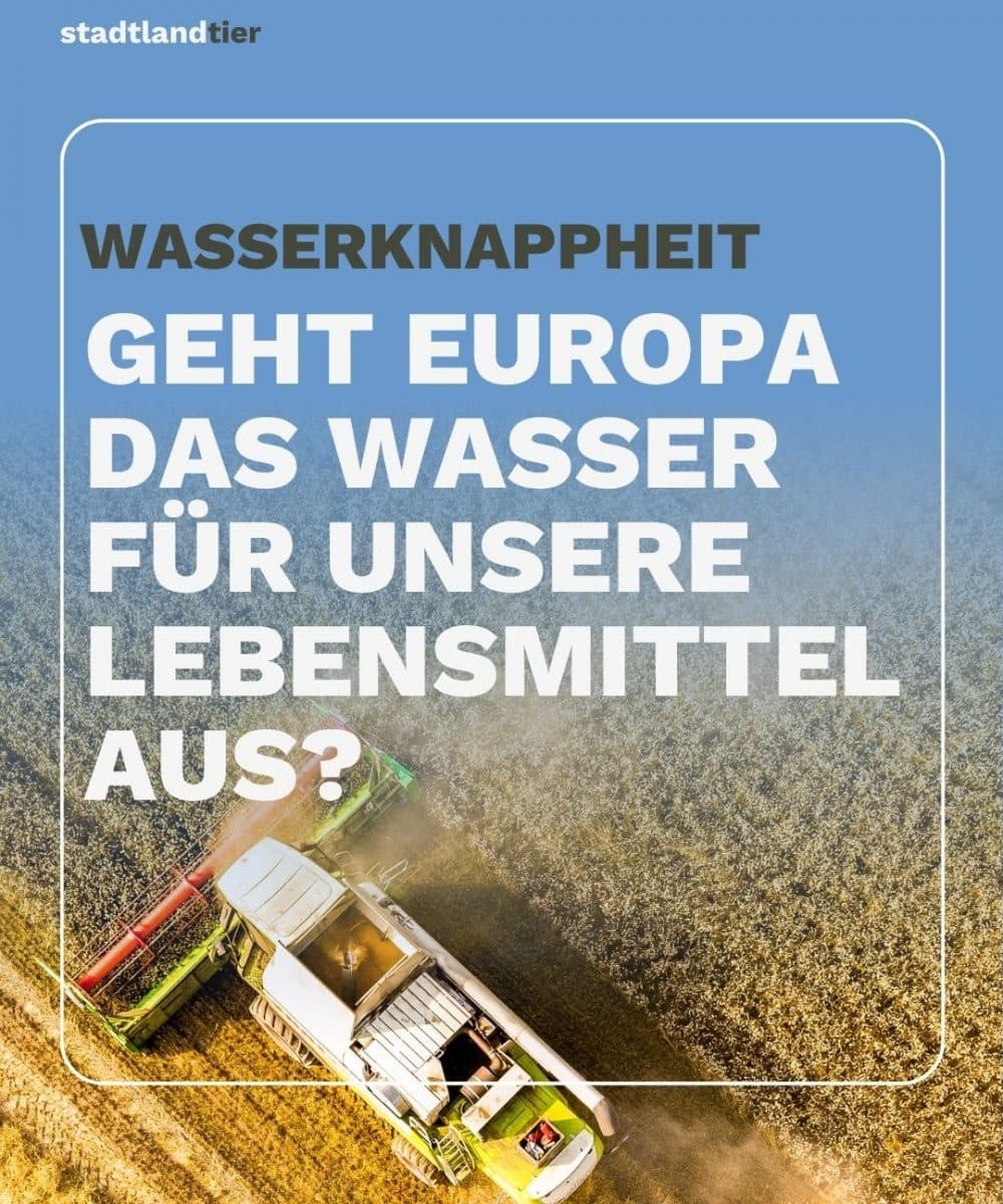 Rindfleischproduktion – Wasser als wichtige Ressource