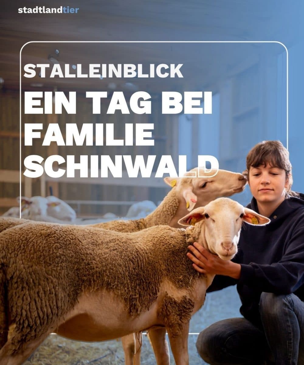 Stalleinblick Schafmilchbetrieb