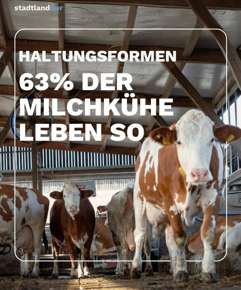 Haltungsformen Milchkühe