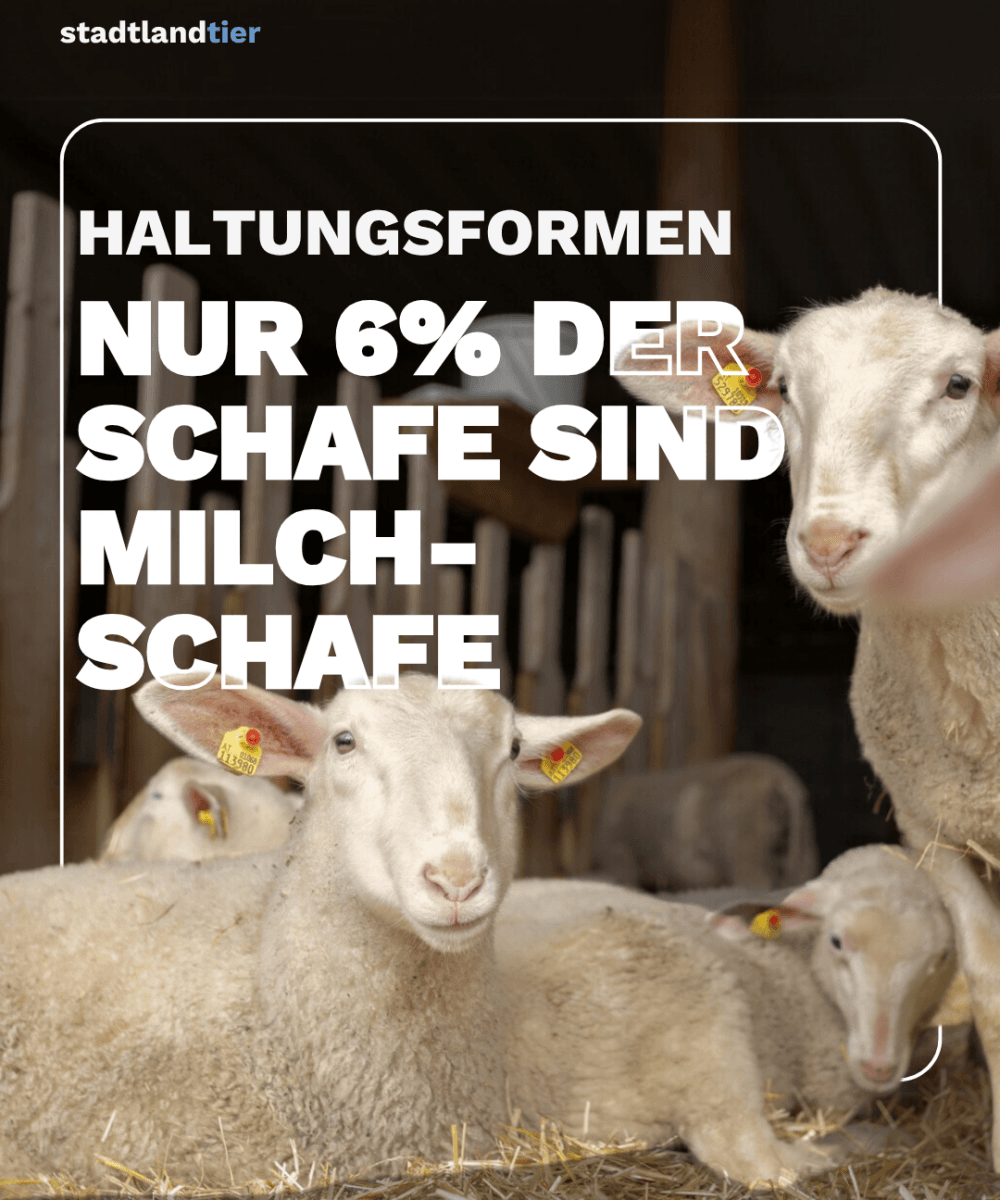 Haltungsformen Schafe und Ziegen
