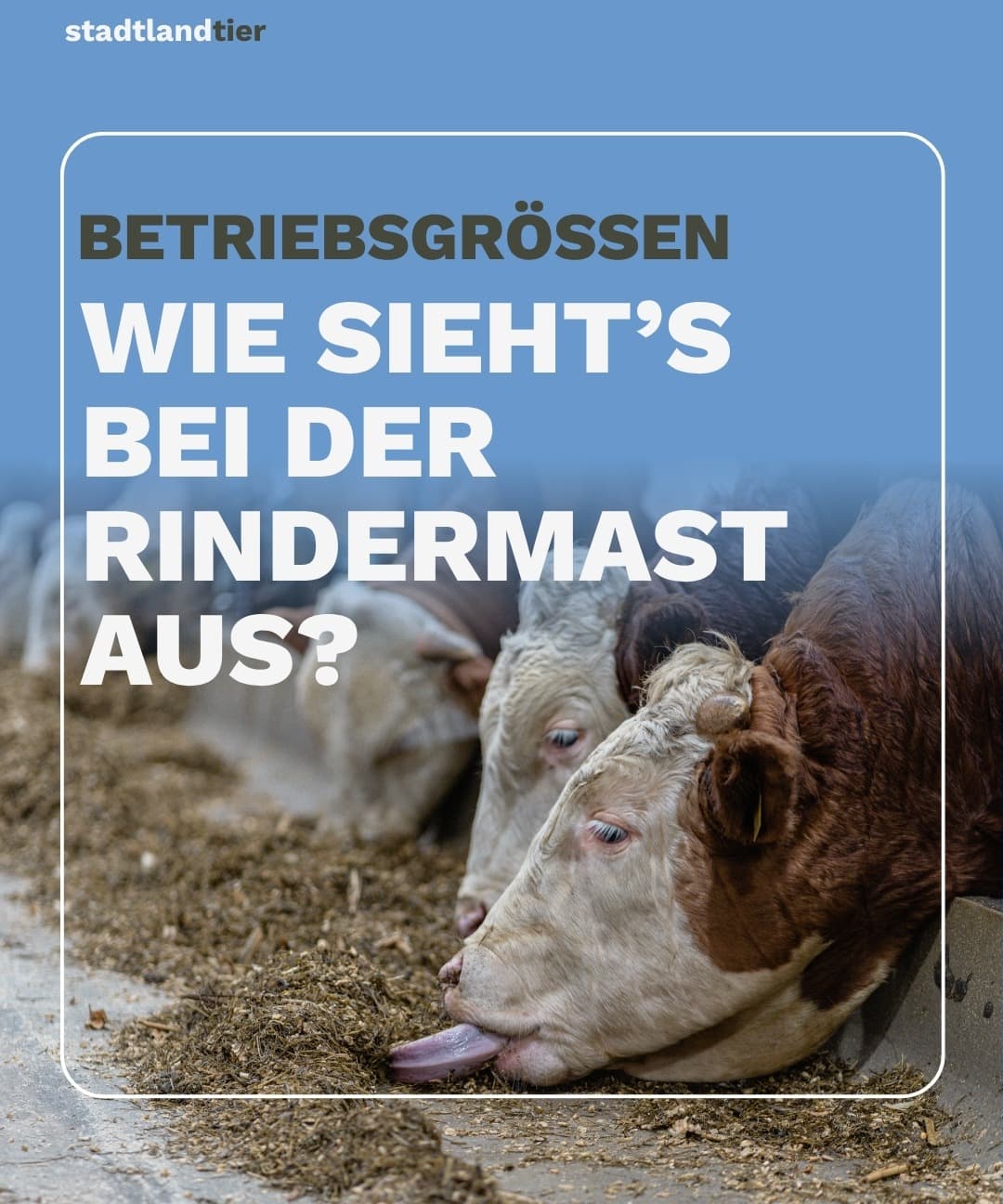 Betriebsgrößen im Ländervergleich Rind