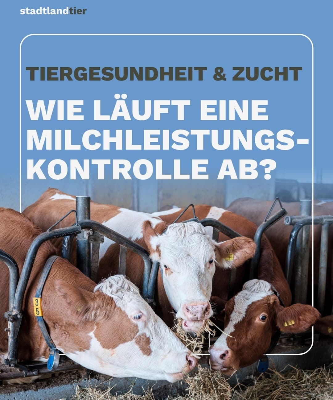 Milchleistungskontrolle und Melkhygiene
