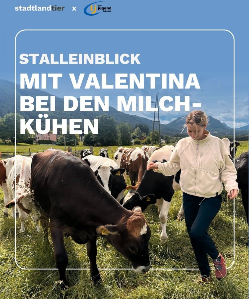 Stalleinblick Milchviehbetrieb