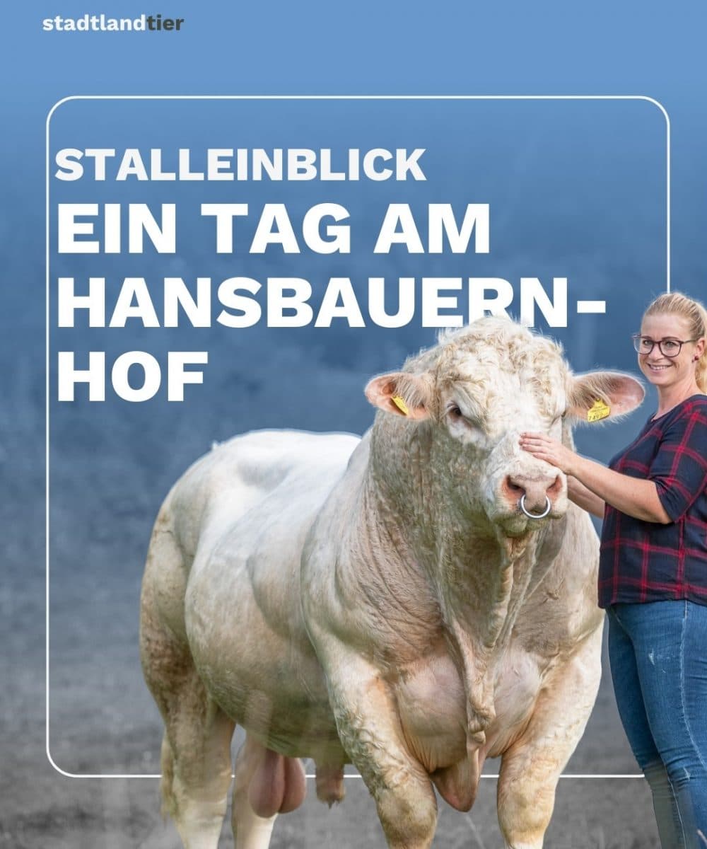 Stalleinblick Hansbauernhof