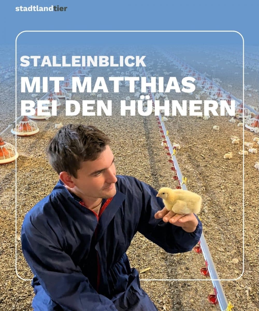 Stalleinblick Hühnermastbetrieb