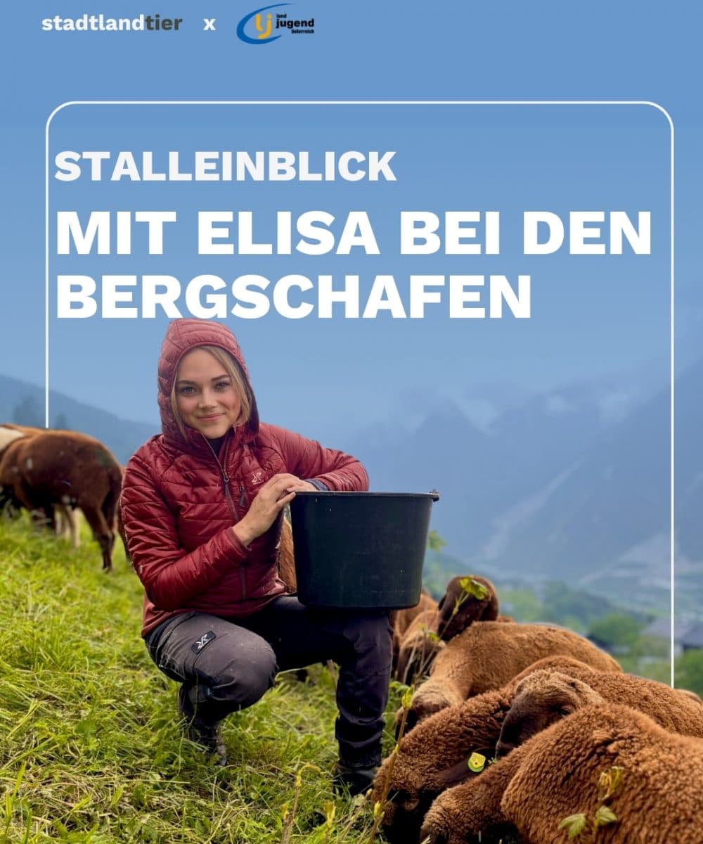 Stalleinblick Braune Bergschafe