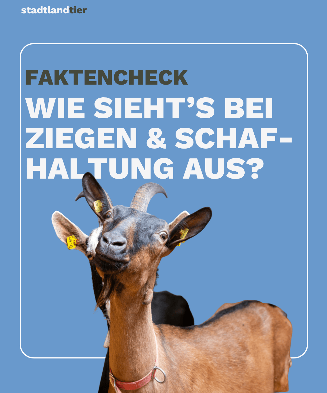 Betriebsgrößen im Ländervergleich Schafe und Ziegen