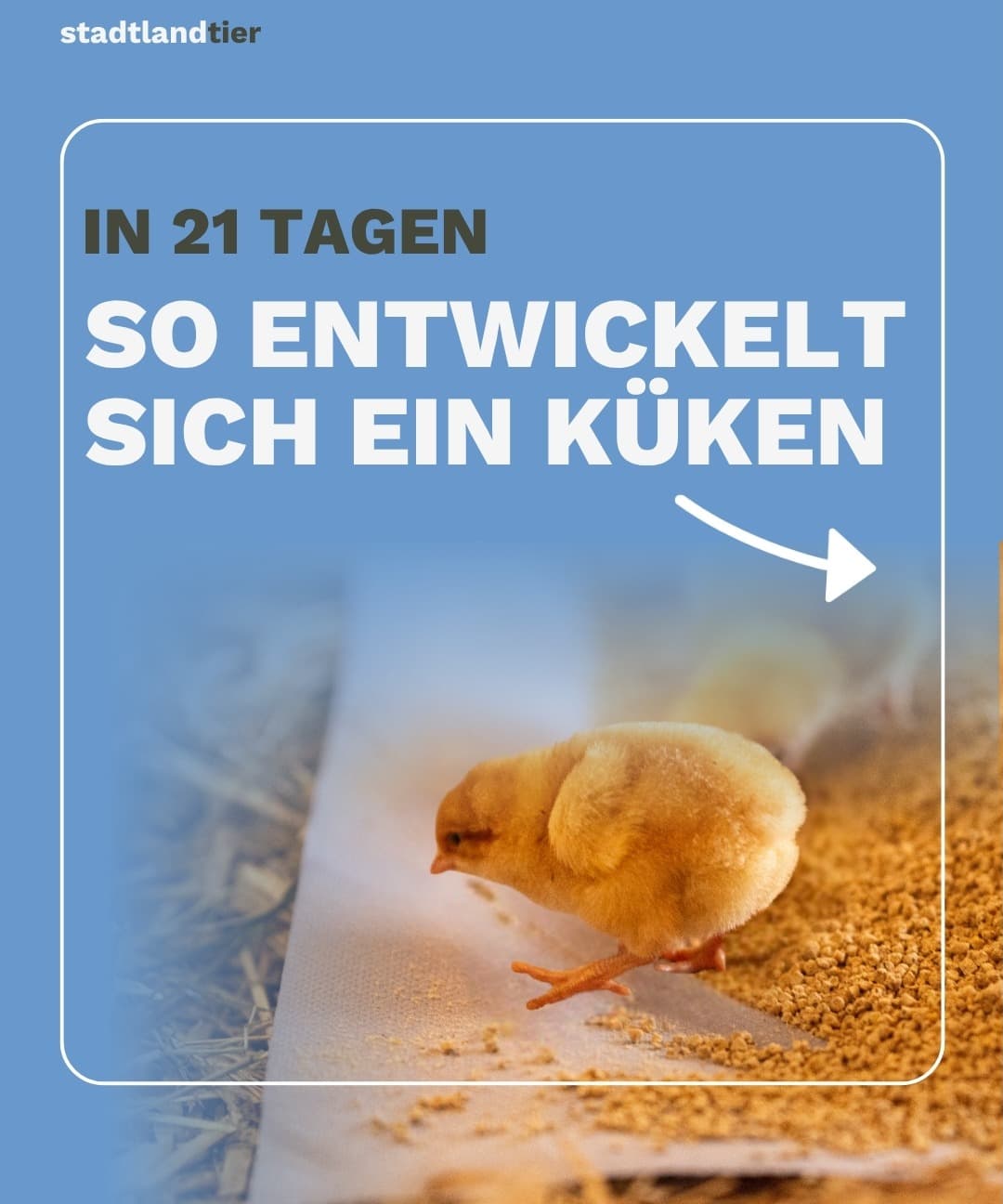 Vom Ei zum Küken