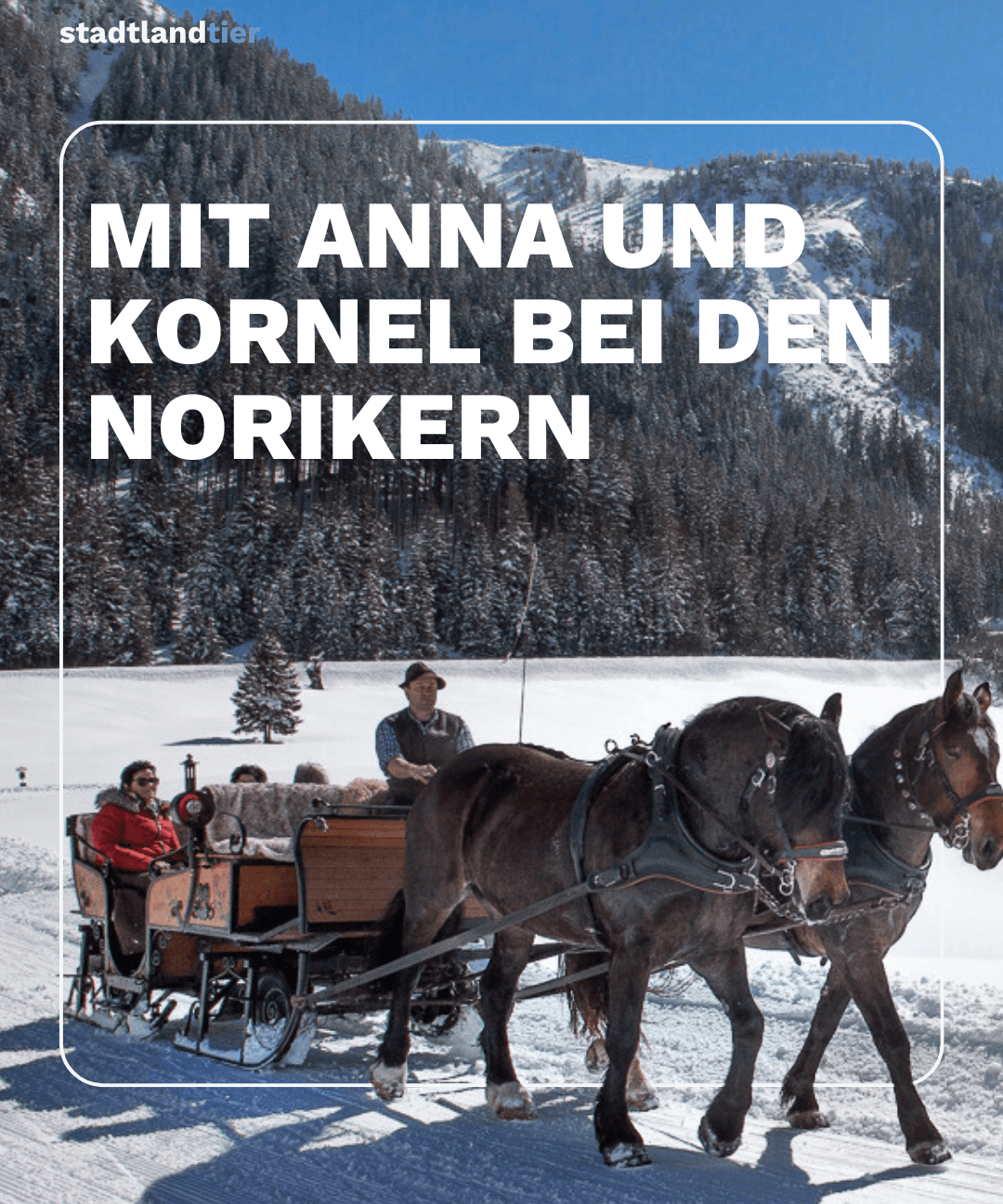 Stalleinblick Noriker