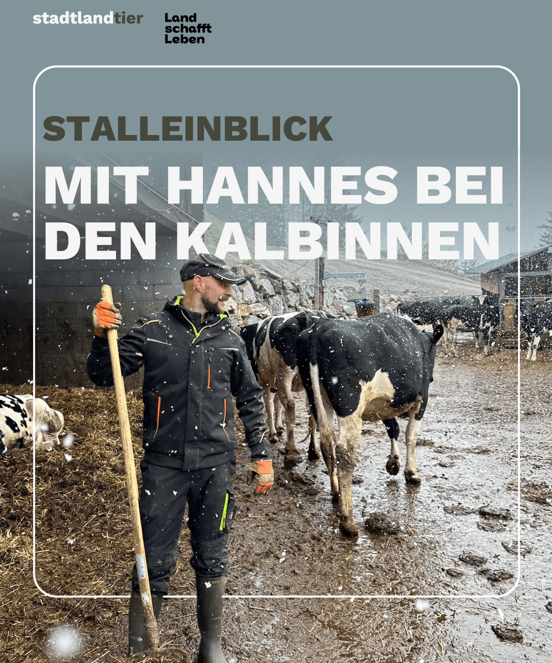 Stalleinblick Kalbinnenaufzucht