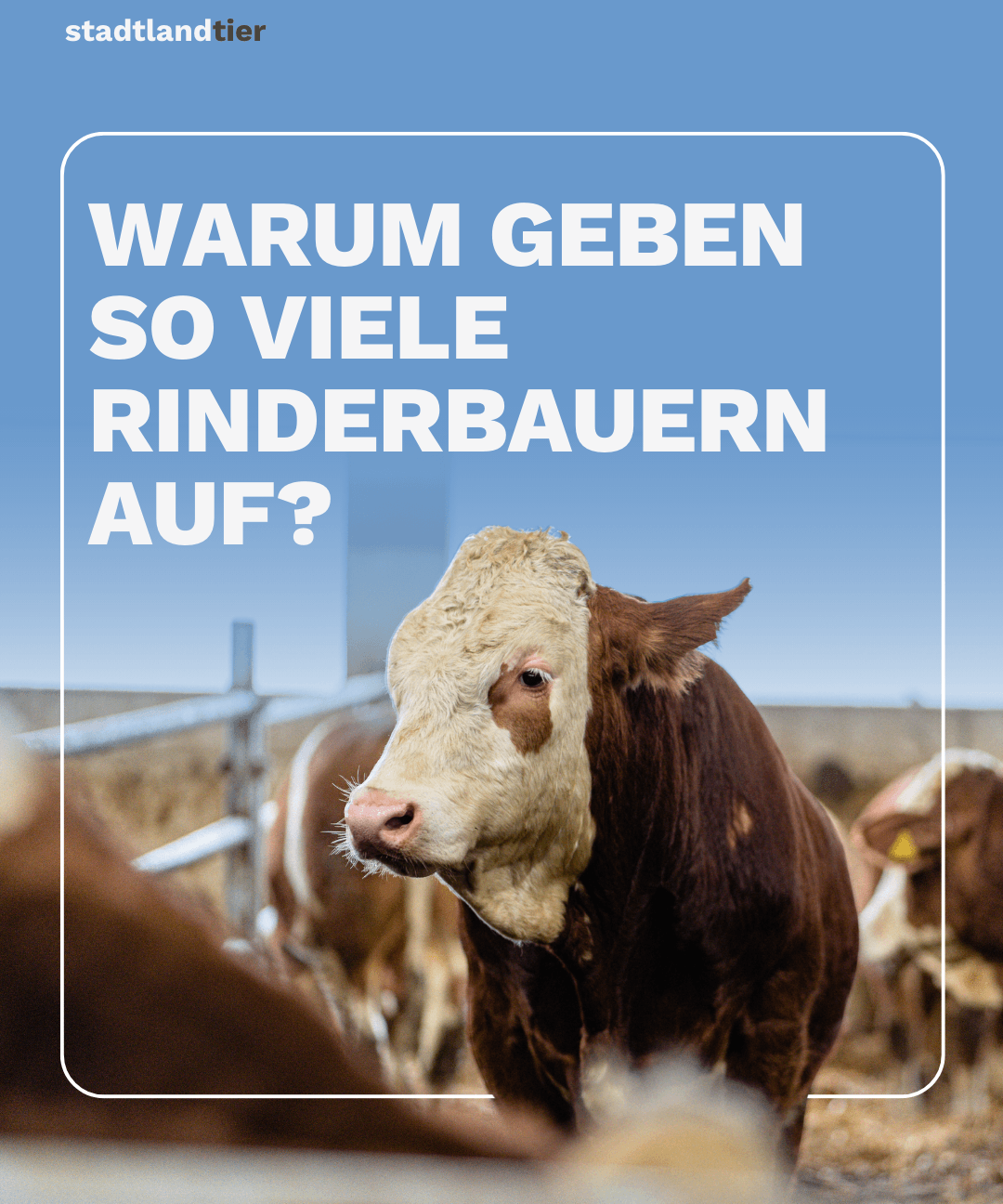 Rinderhaltung am Wendepunkt