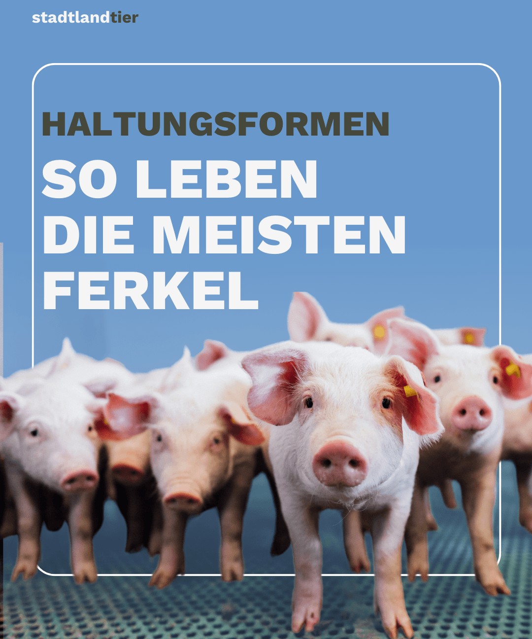 Haltungsformen Muttersauen & Ferkel