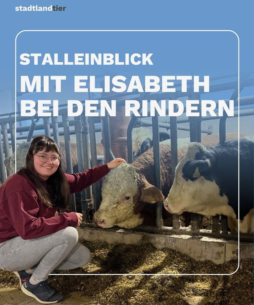 Stalleinblick Rindermastbetrieb