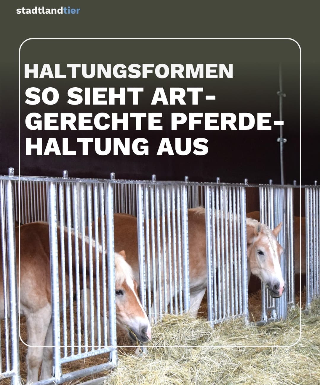 Haltungsformen Pferde