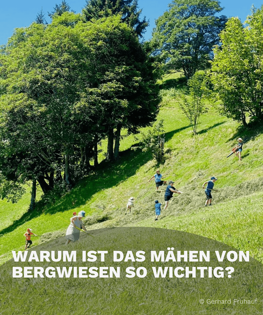 Magerheuernte in Vorarlberg