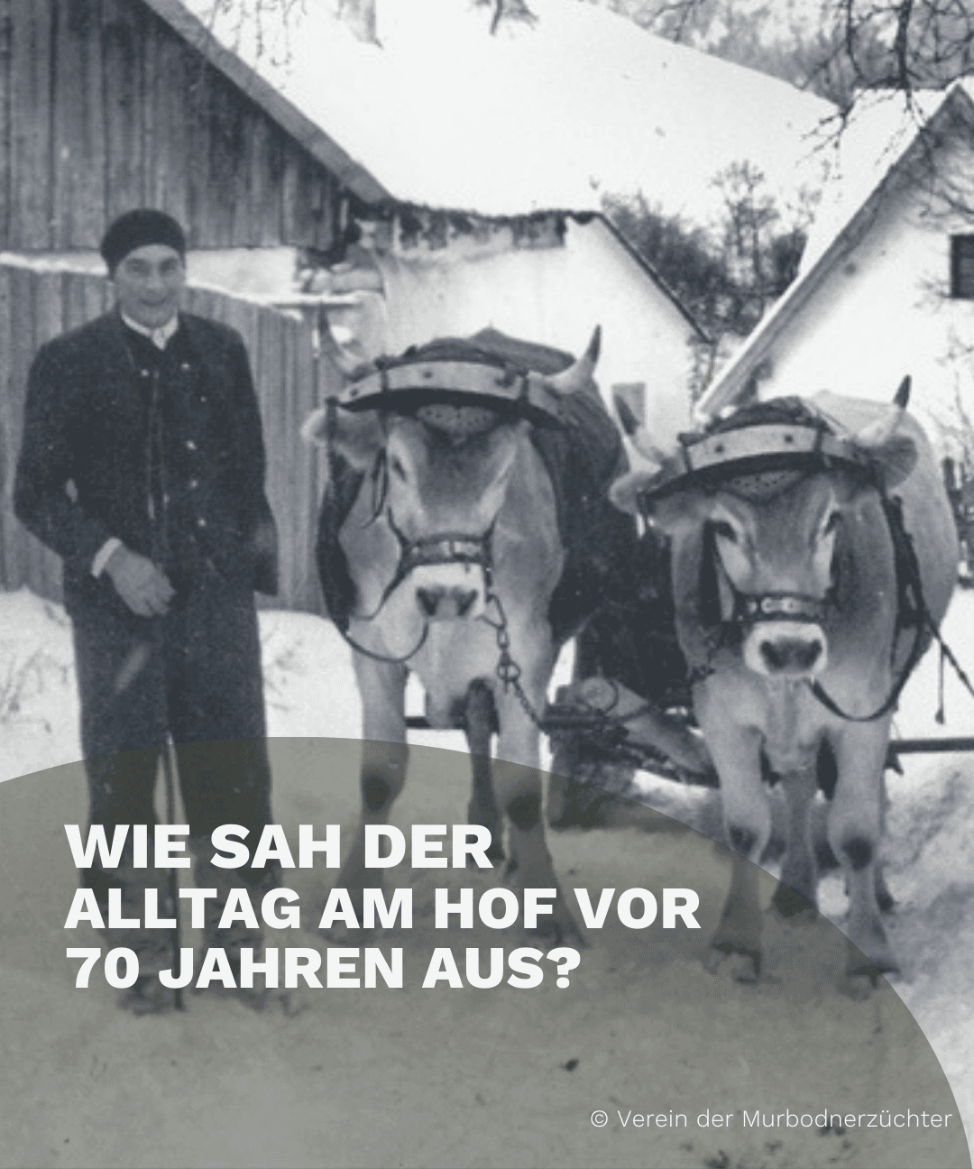 Stalleinblick in den 1950er-Jahren
