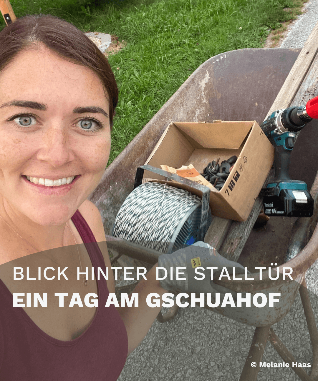 Stalleinblick Gschuahof