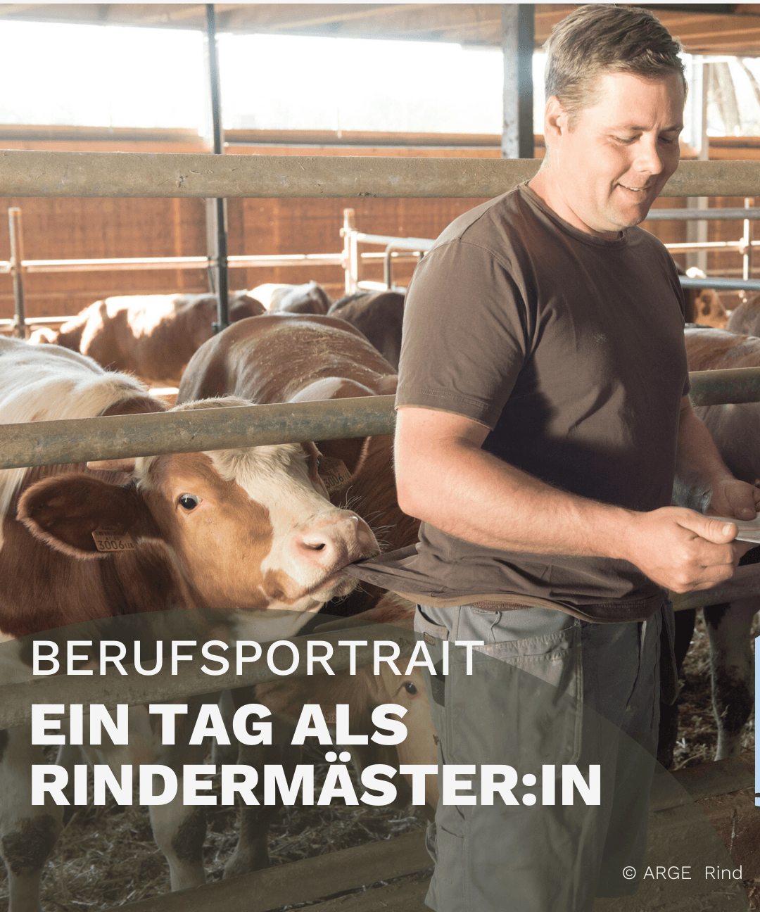 Stalleinblick Rindermast