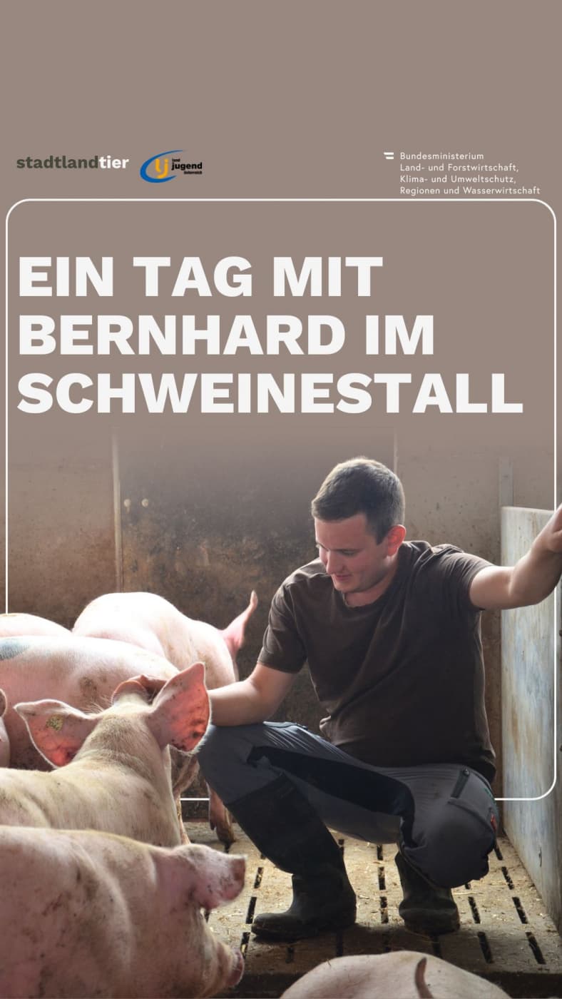 Stalleinblick Schweinemastbetrieb