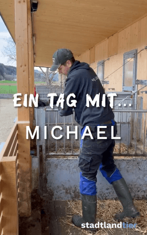 Stalleinblick Schweinemastbetrieb