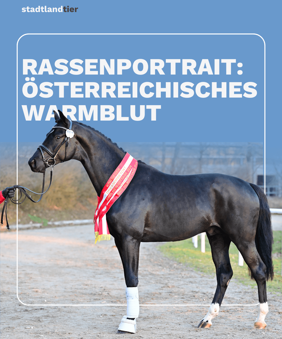 Rassenportrait – Österreichisches Warmblut