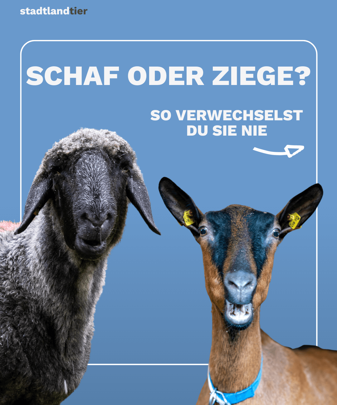 Schafe & Ziegen