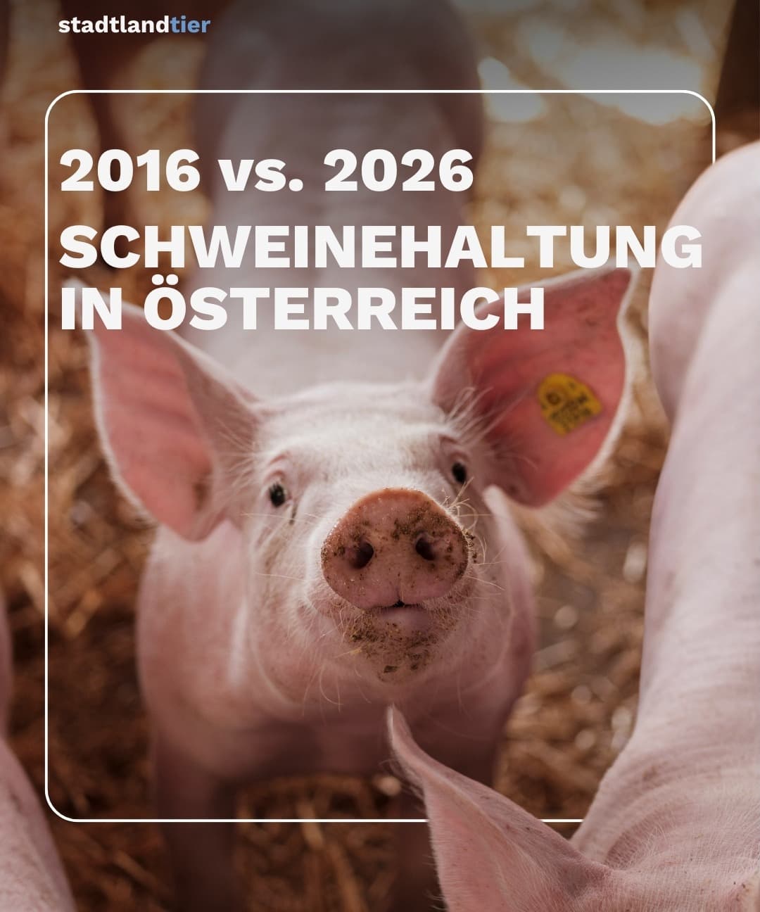 DEMO Schweinehaltung: 2016 vs. 2026