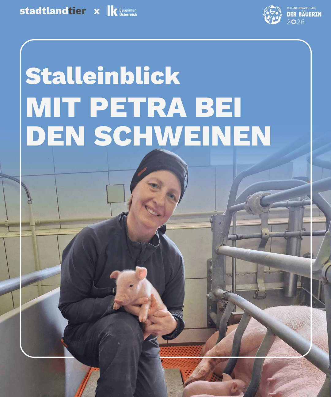 Stalleinblick Schweinebäuerin