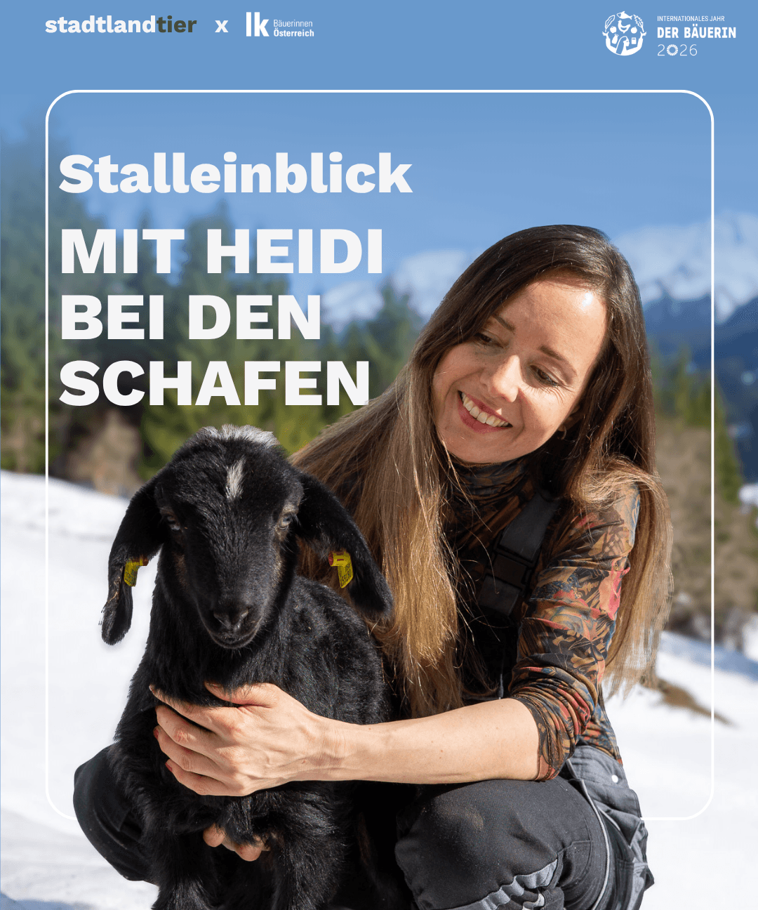 Stalleinblick Schafbäuerin