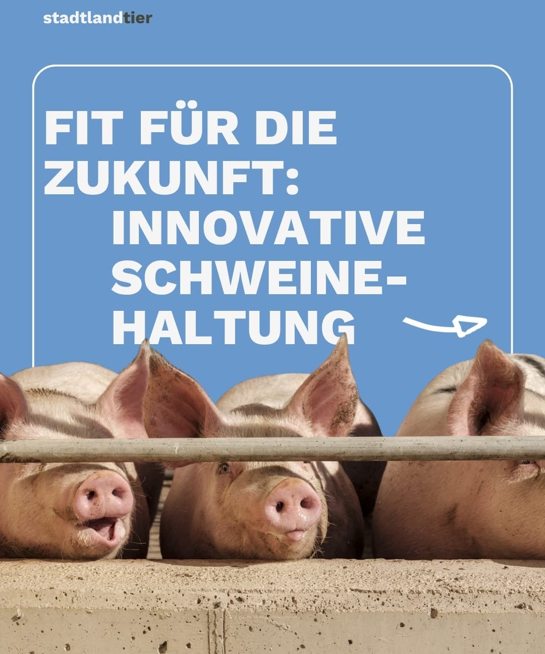 DEMO Innovative Schweinehaltung